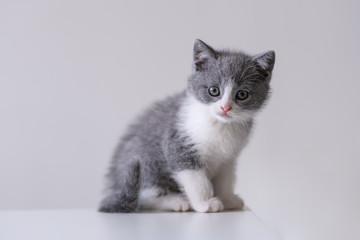 Cute kitten, indoor shooting