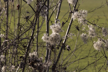 Clematis vitalba