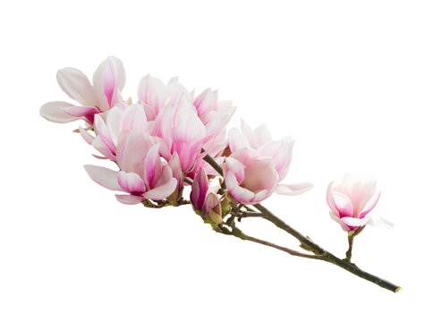 Fototapeta Magnolia Flowers on White