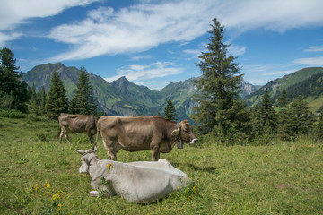 Fototapeta na wymiar Alpen - Österreich 01