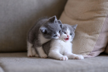 Cute kitten, indoor shooting