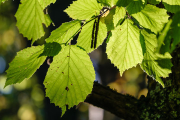 birch tree leaves and branches against dark background