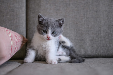 Cute kitten, indoor shooting