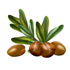 Fototapeta na wymiar Argan nuts (Argania spinosa). Hand drawn vector illustration of argan nuts and leaves on white background.