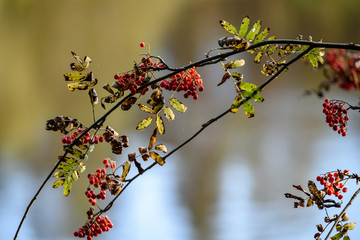 rowan tree berries against dark background