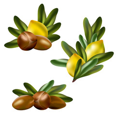 Obraz na płótnie Canvas Argan nuts (Argania spinosa). Set of hand drawn vector illustrations of argan nuts with fruits and leaves on white background.