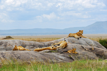 Lions pride in Serengeti, Tanzania, Africa