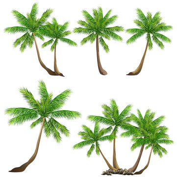 Coconut palm tree (Cocos nucifera). Set of hand drawn vector illustrations on white background.