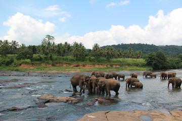 Naklejka na ściany i meble A herd of elephants on a river in the wild