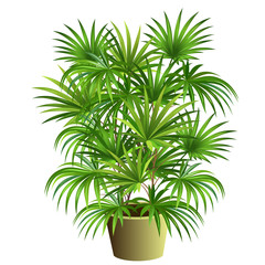 Indoor palm tree (Rhapis excelsa) in pot. Hand drawn vector illustration on white background.