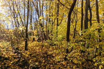birch tree leaves and branches against dark background