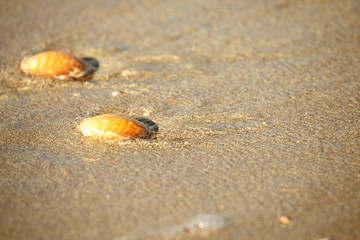 Fototapeta na wymiar seashell sand and ocean 