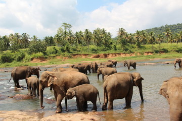 Naklejka na ściany i meble A herd of elephants on a river in the wild