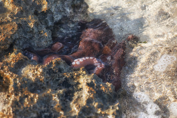 octopus on the beach
