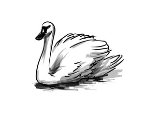 Fototapeta premium Vector ink sketch swan