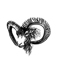 Vector ink sketch head mouflon