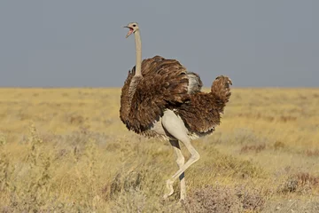 Photo sur Plexiglas Autruche Afrikanischer Strauß (struthia camelus) im Etosha Nationalpark (Namibia)