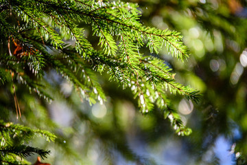 spruce tree branches against dark background