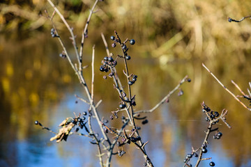 autumn grass bents against dark background
