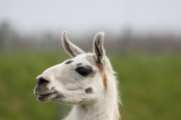Obraz premium White llama face close up. Funny looking animal image.