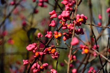 rowan tree berries against dark background