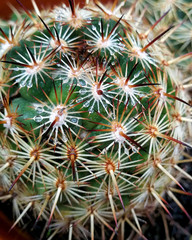 Naklejka na ściany i meble cactus with drops in a rainy day