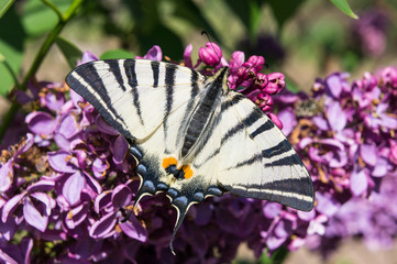 Butterfly mahaon on a flower. Lovely papilio machaon on lilac flowers. Summer Fauna.