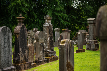 cemetery, scotland historical gravestones with plant