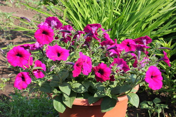 Bright petunia in a decorative pot. Petunia flowers in the garden.