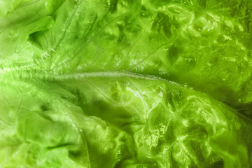 Leaf of fresh green salad, closeup