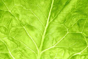 Leaf of fresh green salad, closeup