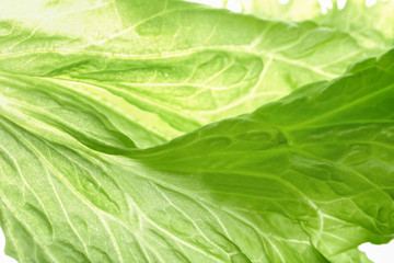 Leaf of fresh green salad, closeup