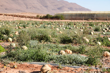 Natur Aufnahmen, Wüstenbilder, Dessert, Architektur und Gebäude in Africa