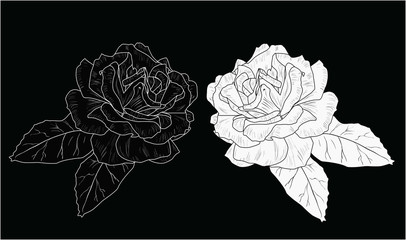 isolated two black and white roses flowers with leaves