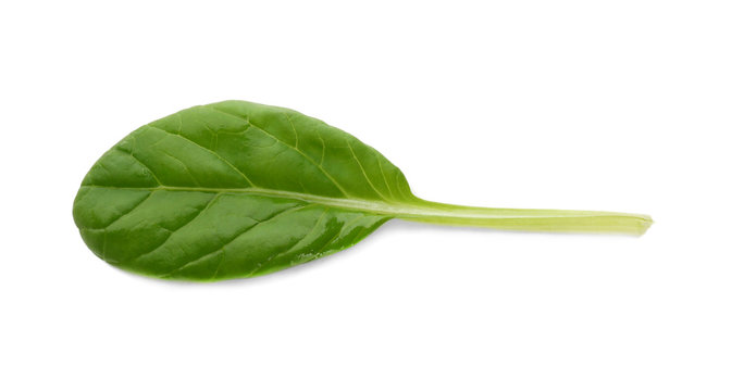 Fresh green salad leaf on white background