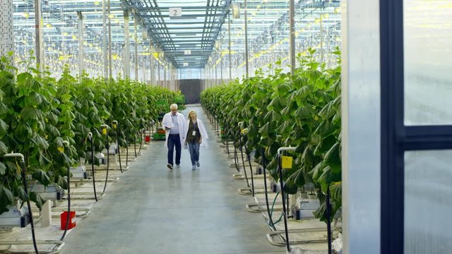 Crane shot with tilt down of senior male and mature female crop researches in lab coats discussing work and walking through greenhouse with rows of cucumber plants growing in hydroponic beds
