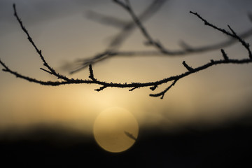 Wintry sunset against tree branches as silhouette. Glowing sun. Spooky landscape.