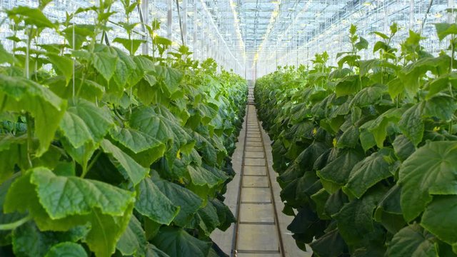 Crane shot with tilt down of rows of green cucumber plants growing in hydroponic beds in industrial greenhouse with rails