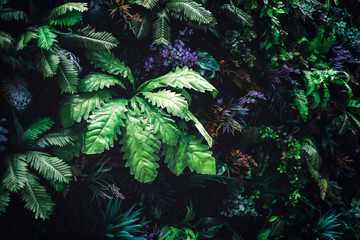 Beautiful nature background of vertical garden with tropical green leaf