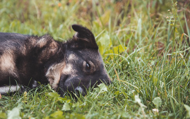 A dog resting in green grass