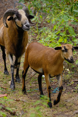Naklejka na ściany i meble two brown goats grazing or walking on a path
