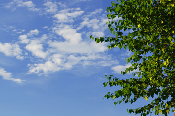 Green leaves and branches with blue sky