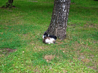Obraz na płótnie Canvas cats walking on the grass in the yard in the summer Moscow