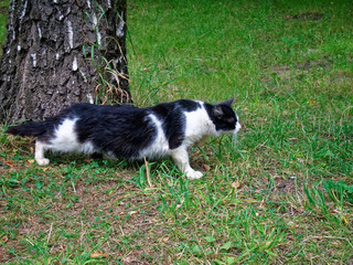 cats walking on the grass in the yard in the summer Moscow