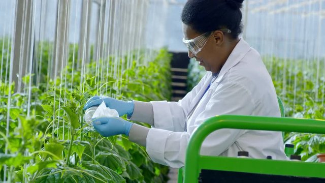 Medium shot of cheerful female African agronomist in lab coat and safety goggles standing on trolley and putting pesticides on cucumber plants in industrial greenhouse