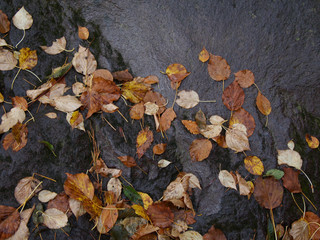 leaves fall on the black wet rock in the autumn