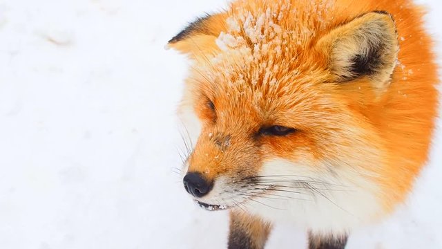 Macro close up red orange winter fox face, ear folded, full of ice, on white snow field, looking, standing, smell sniffing, digging by front leg to find food to eat, with left blank space background