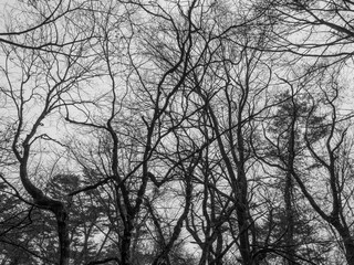 black and white tone - trees in the autumn