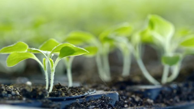 PAN with close up of green tender seedlings growing in soil