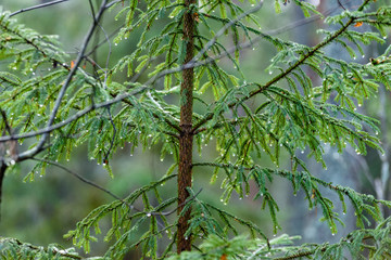 Fototapeta premium spruce tree branches against dark background